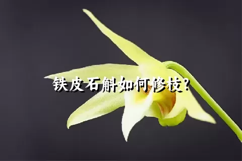 铁皮石斛如何修枝？