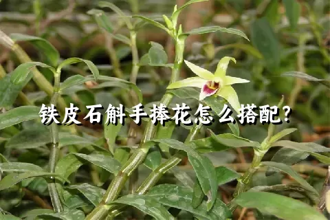 铁皮石斛手捧花怎么搭配？