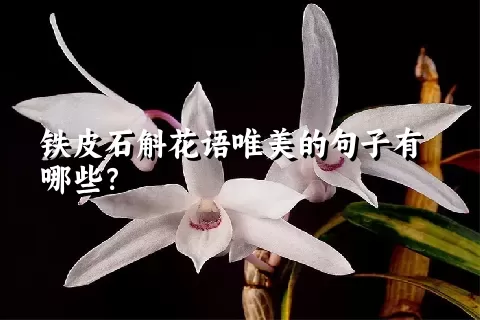 铁皮石斛花语唯美的句子有哪些？