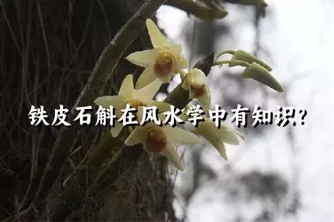 铁皮石斛在风水学中有知识？