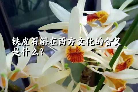 铁皮石斛在西方文化的含义是什么？