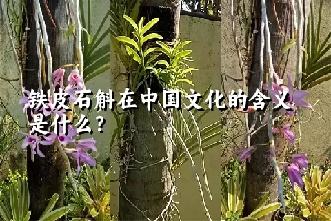 铁皮石斛在中国文化的含义是什么？