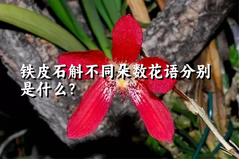 铁皮石斛不同朵数花语分别是什么？