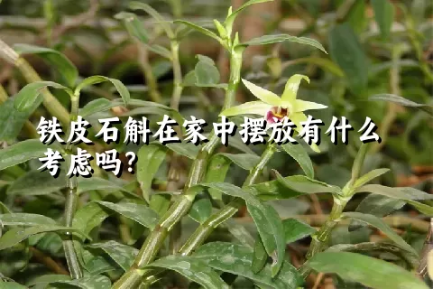 铁皮石斛在家中摆放有什么考虑吗？