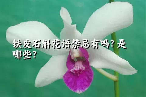 铁皮石斛花语禁忌有吗？是哪些？