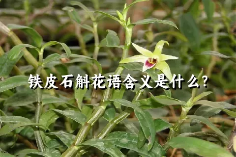 铁皮石斛花语含义是什么？