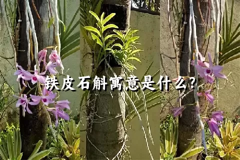 铁皮石斛寓意是什么？