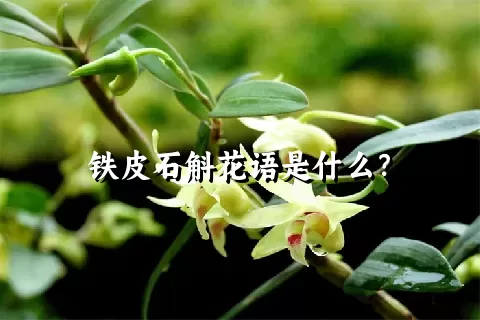 铁皮石斛花语是什么？