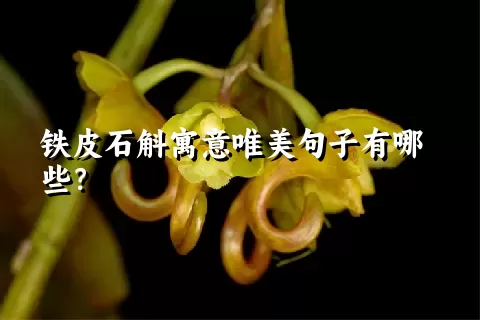 铁皮石斛寓意唯美句子有哪些？