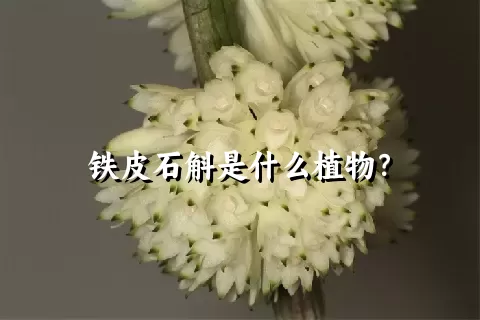 铁皮石斛是什么植物？