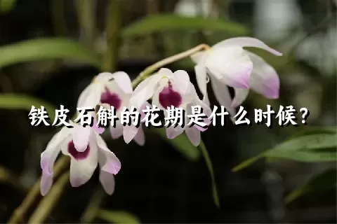 铁皮石斛的花期是什么时候？