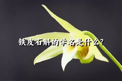 铁皮石斛的学名是什么？