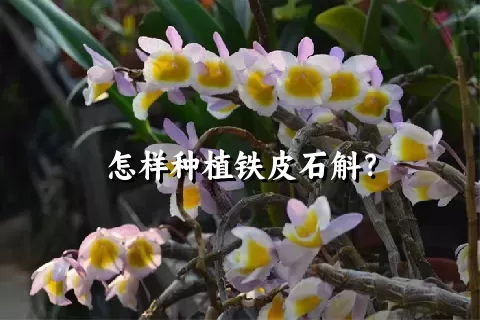 怎样种植铁皮石斛？