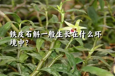 铁皮石斛一般生长在什么环境中？