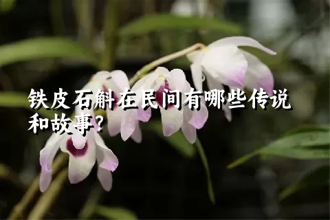 铁皮石斛在民间有哪些传说和故事？