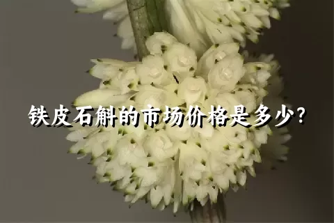 铁皮石斛的市场价格是多少？