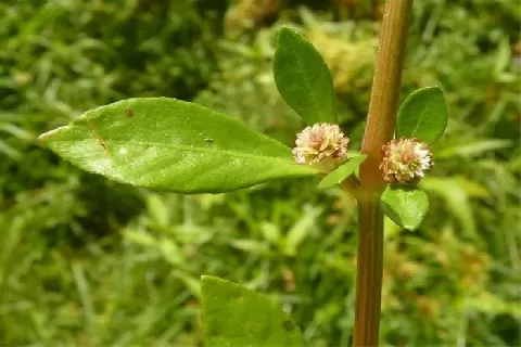 节节花