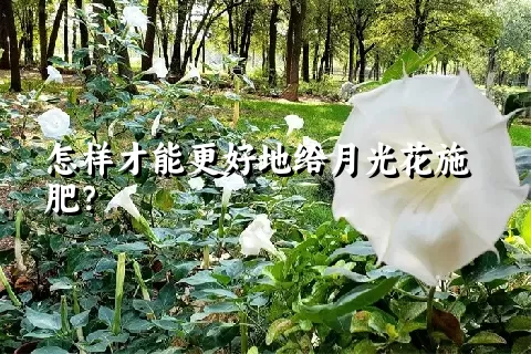 怎样才能更好地给月光花施肥？