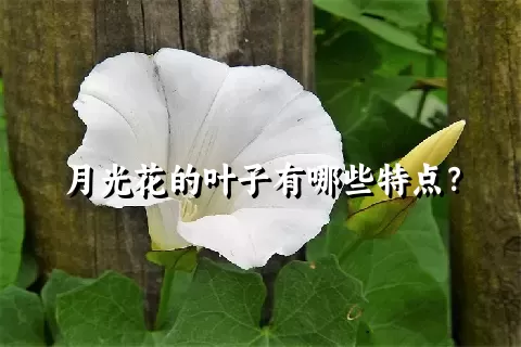 月光花的叶子有哪些特点？