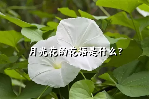 月光花的花语是什么？