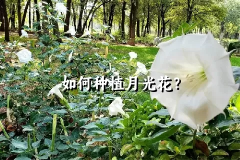 如何种植月光花？