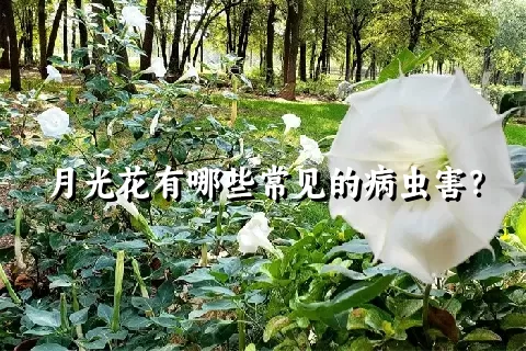 月光花有哪些常见的病虫害？