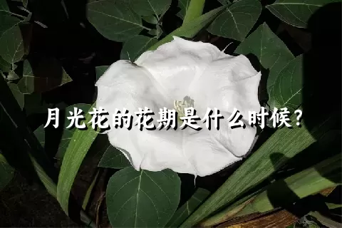 月光花的花期是什么时候？