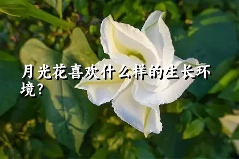 月光花喜欢什么样的生长环境？