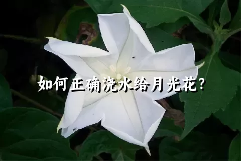 如何正确浇水给月光花？