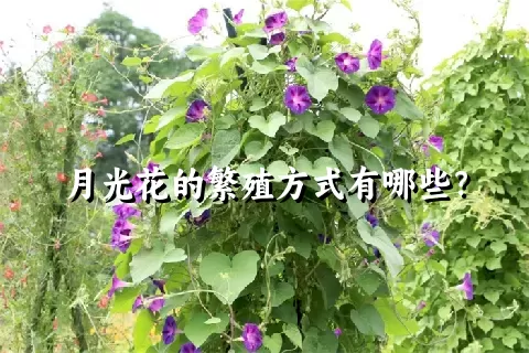 月光花的繁殖方式有哪些？