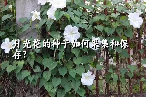 月光花的种子如何采集和保存？