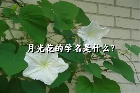 月光花的学名是什么？