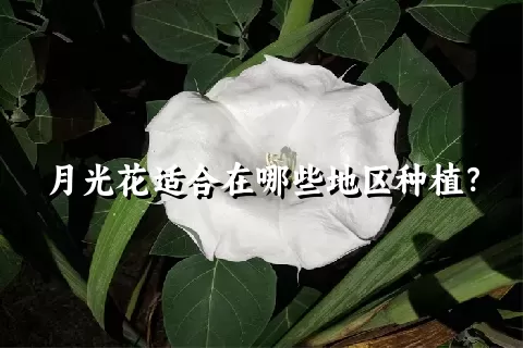 月光花适合在哪些地区种植？