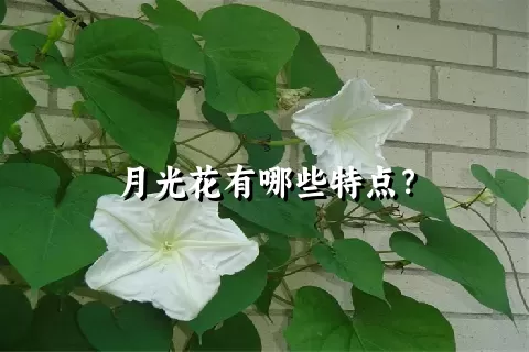 月光花有哪些特点？