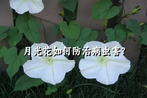 月光花如何防治病虫害？