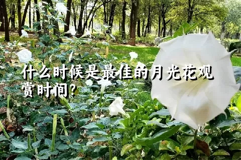 什么时候是最佳的月光花观赏时间？