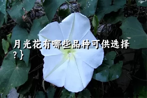 月光花有哪些品种可供选择？}