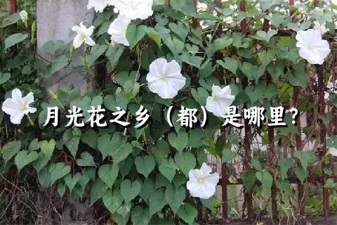 月光花之乡（都）是哪里？