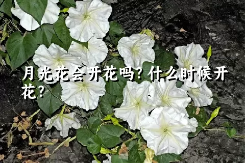 月光花会开花吗？什么时候开花？