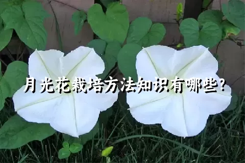 月光花栽培方法知识有哪些？