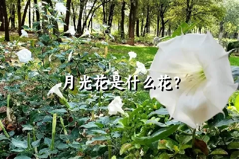 月光花是什么花？