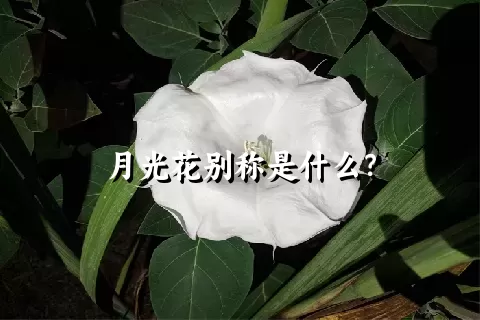 月光花别称是什么？