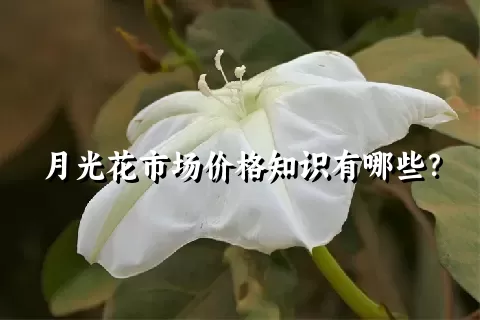 月光花市场价格知识有哪些？