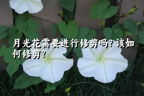 月光花需要进行修剪吗？该如何修剪？