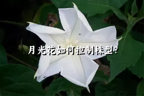 月光花如何控制株型？