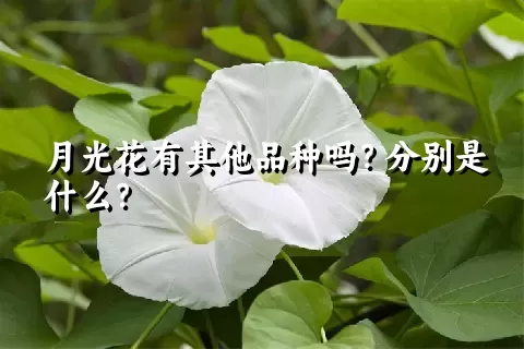 月光花有其他品种吗？分别是什么？