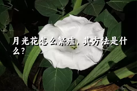 月光花怎么繁殖，其方法是什么？