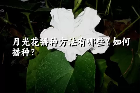 月光花播种方法有哪些？如何播种？