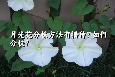 月光花分株方法有播种？如何分株？