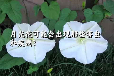 月光花可能会出现那些害虫和疾病？